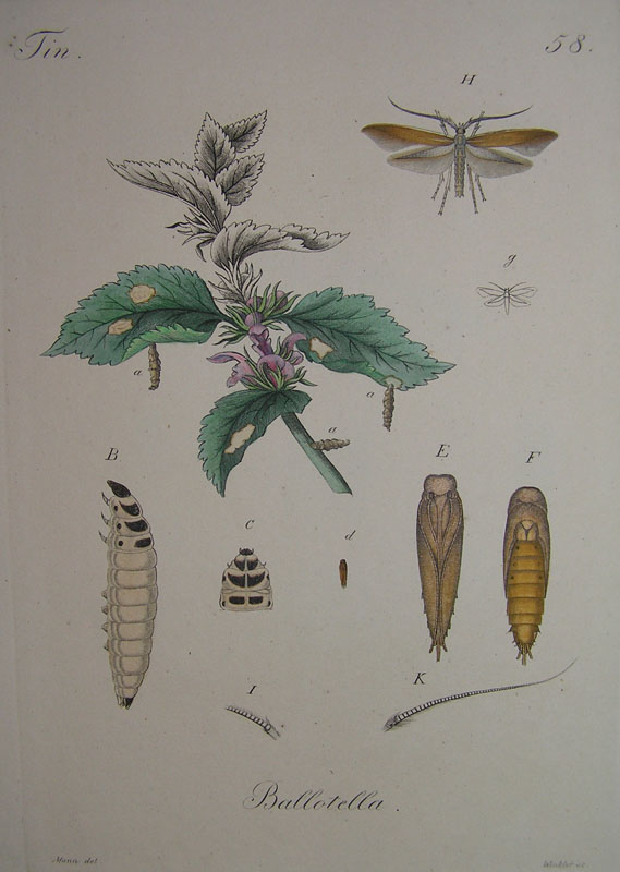 Le Coleophoridae d''Italia